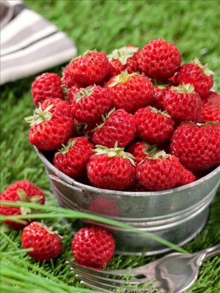 Fragaria x ananassa Frau Mieze Schindler