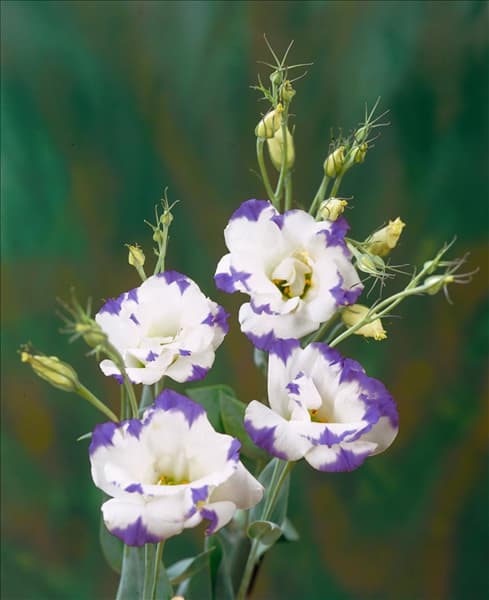 Eustoma grandiflorum Sapphire Pink Chip