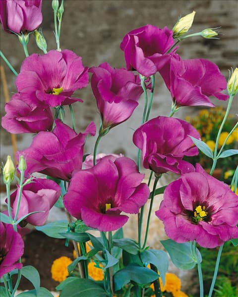 Eustoma grandiflorum