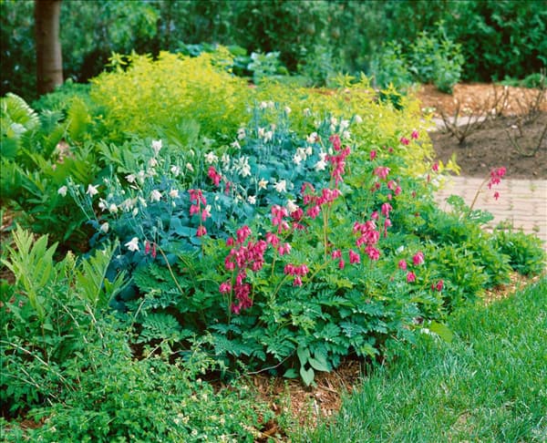 DICENTRA FORMOSA LUXURIANT