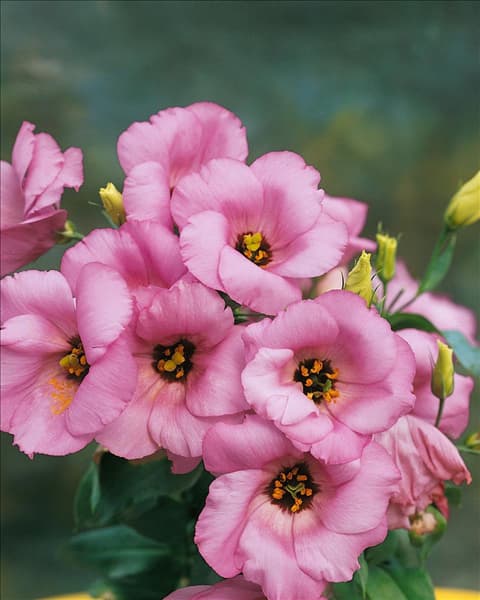Eustoma grandiflorum Lisa Lavender