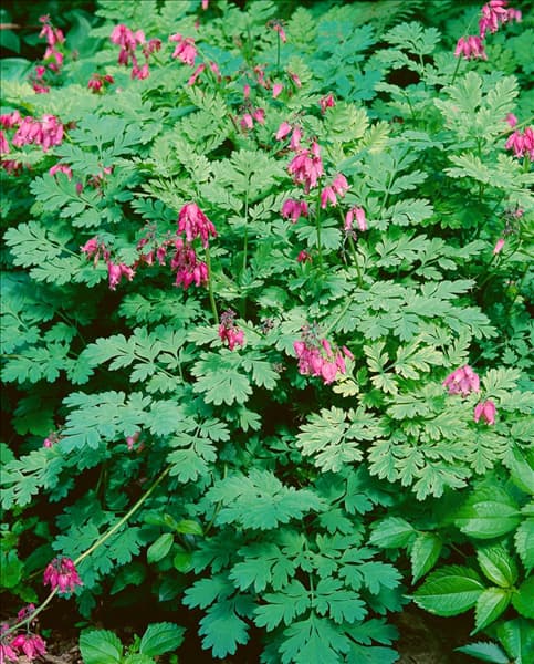 DICENTRA FORMOSA LUXURIANT