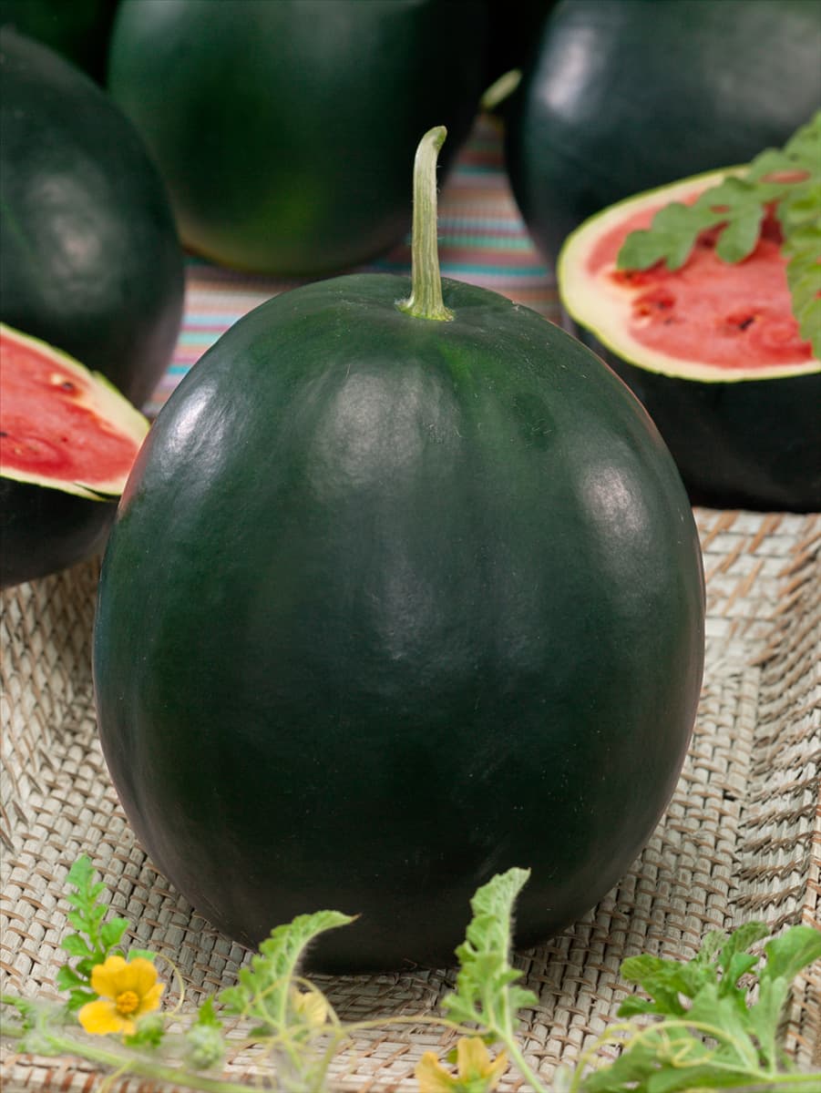 Citrullus lanatus var. vulgaris Red Star