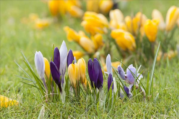 Crocus