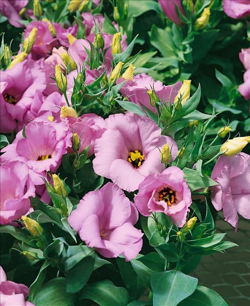 Eustoma grandiflorum Lisa Lavender