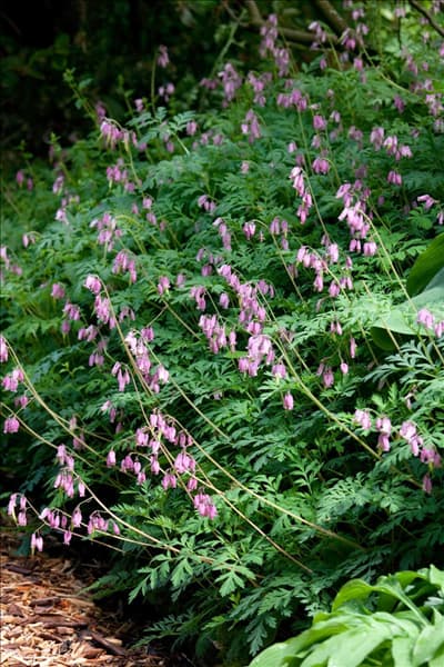 Dicentra formosa Luxuriant