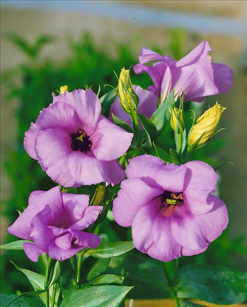 Eustoma grandiflorum Lisa Lavender
