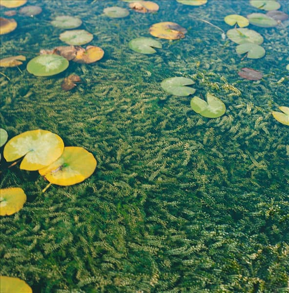 ELODEA CANADENSIS