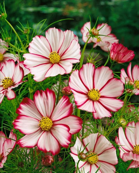COSMOS BIPINNATUS PICOTEE