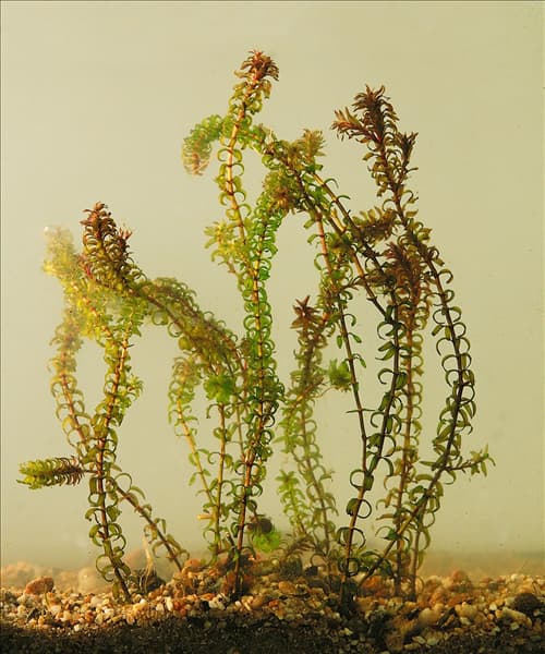 ELODEA CANADENSIS