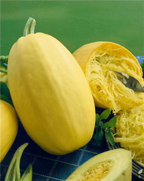 Cucurbita pepo 'Spaghetti'
