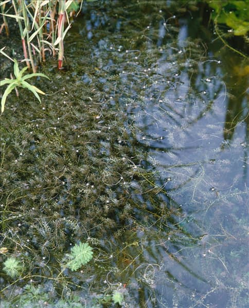 ELODEA CANADENSIS