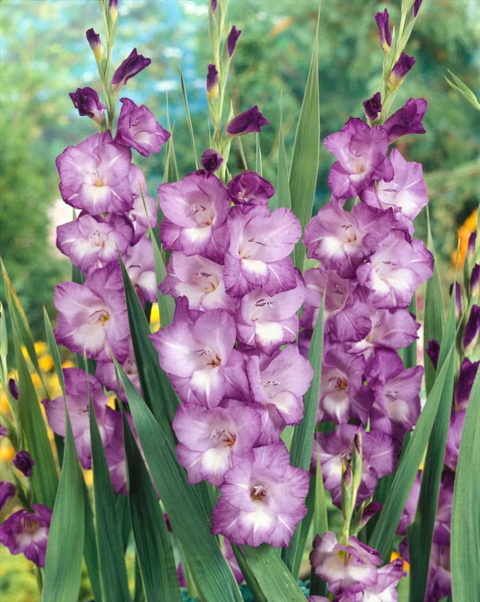 Gladiolus Nori