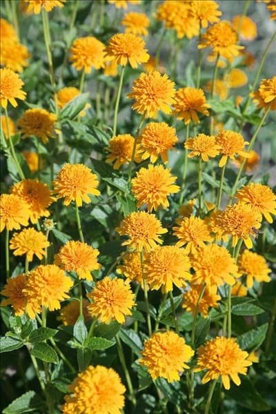 Heliopsis helianthoides Asahi