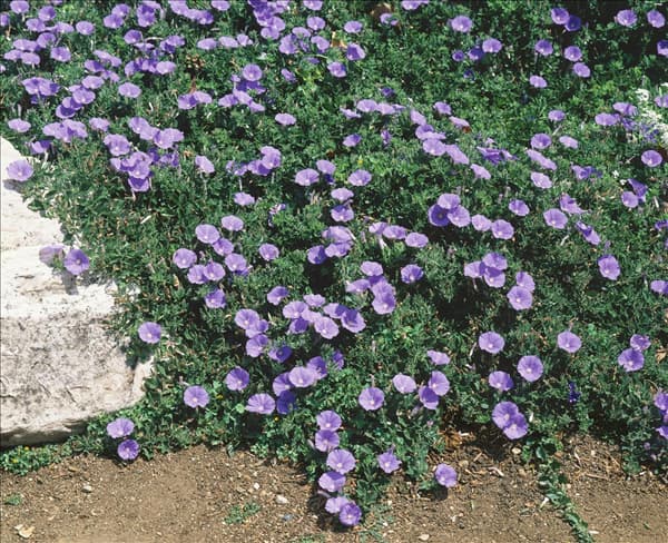 Convolvulus sabatius