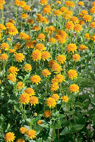 Heliopsis helianthoides Asahi
