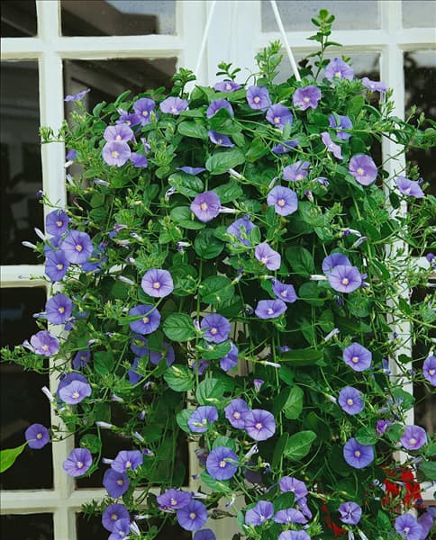 Convolvulus sabatius