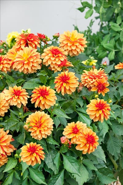 Dahlia Dahlinova Hypnotica ®
