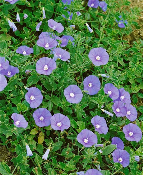 Convolvulus sabatius