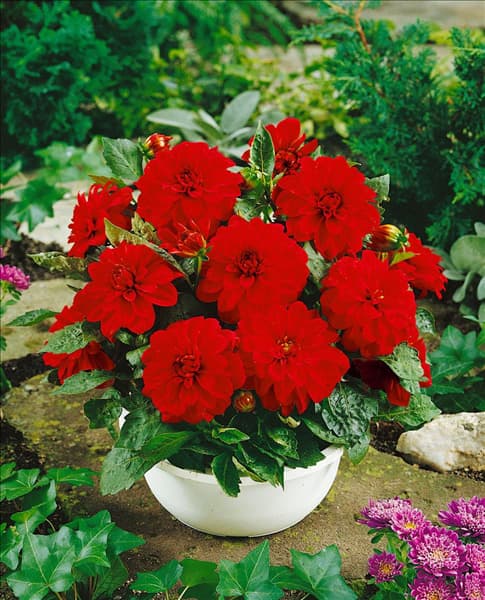 Dahlia Dahlinova Ohio (R)
