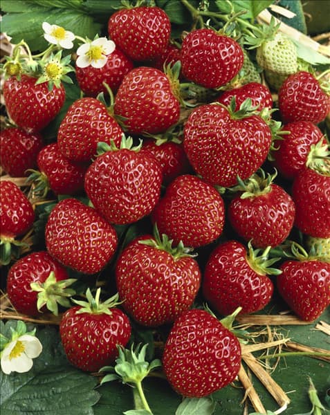 Fragaria x ananassa Sengana
