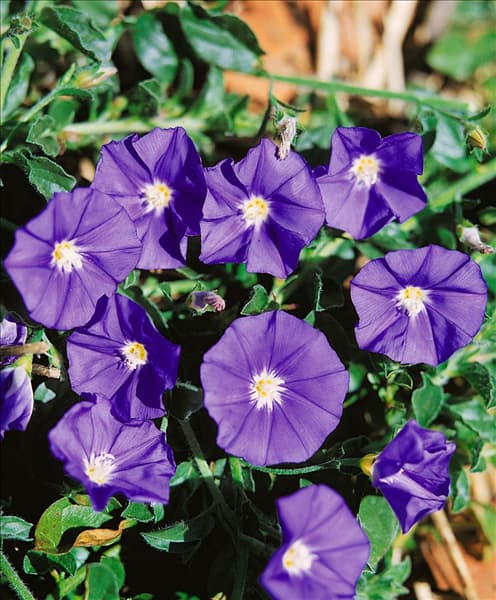 Convolvulus sabatius Blue Moon