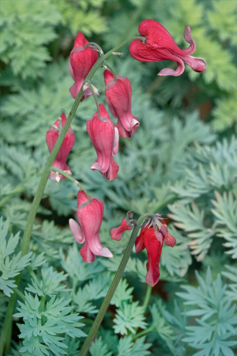 Dicentra Red Fountain