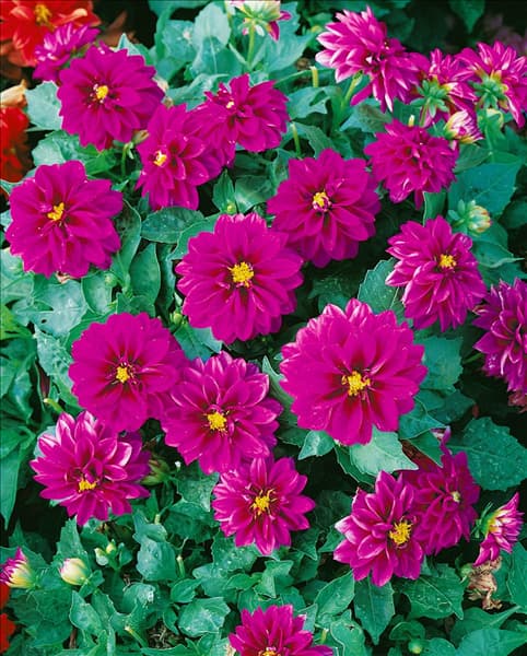 Dahlia Dahlinova Laura (R)