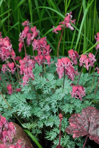 Dicentra Red Fountain