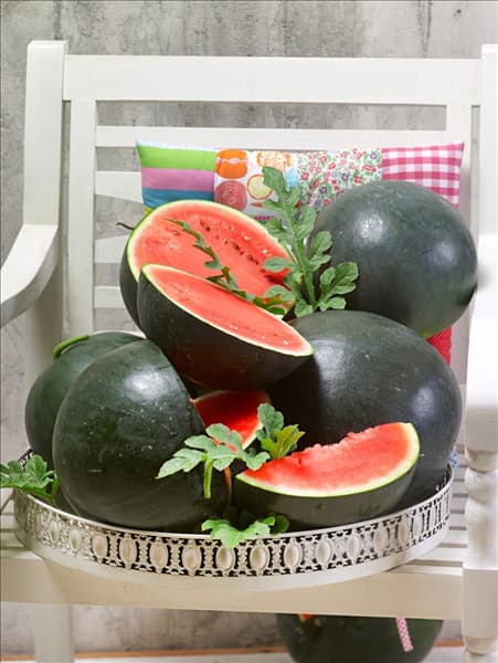 Citrullus lanatus var. vulgaris Sugar Baby