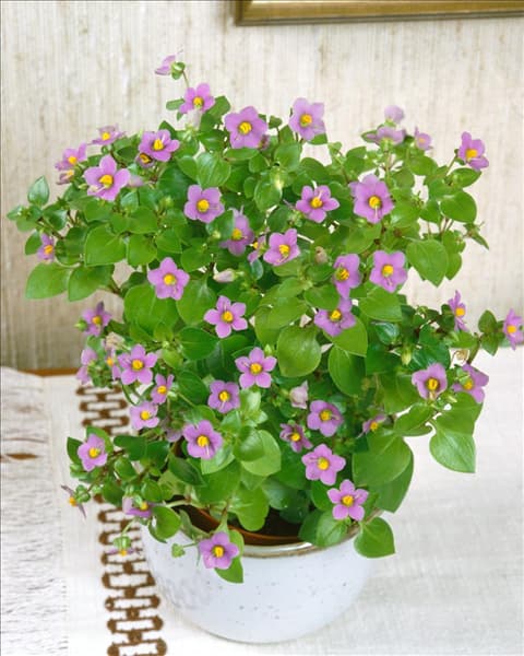 EXACUM AFFINE