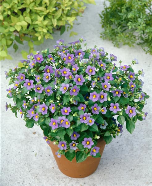 EXACUM AFFINE
