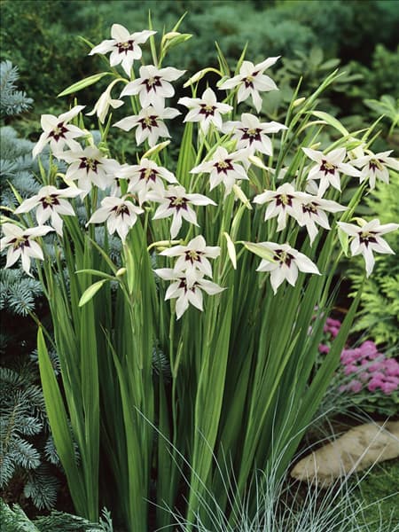 Gladiolus Murielae