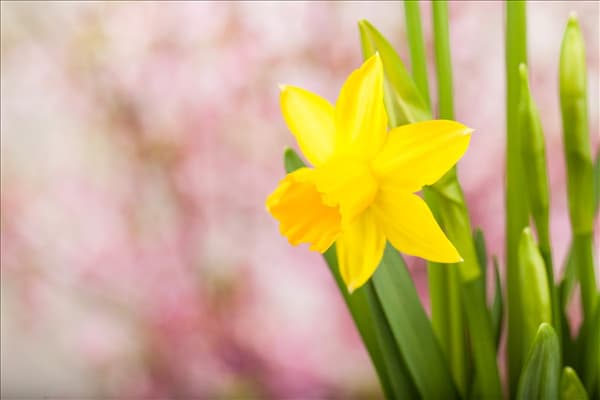 Narcissus
