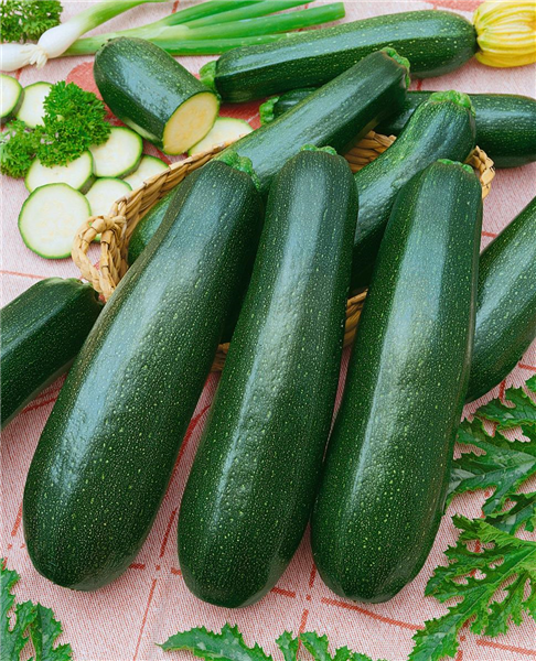 Zucchini / Cucurbita pepo con. giromontiina Ambassador