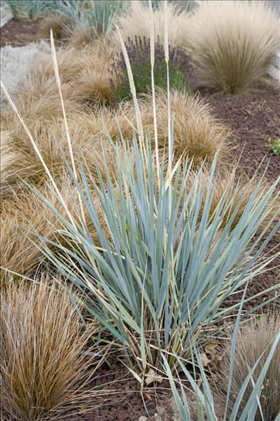 Elymus magellanicus