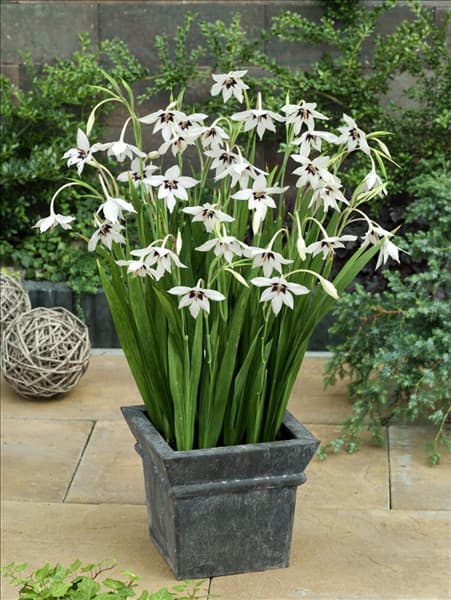 Gladiolus murielae im Topf