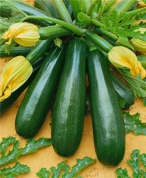 Zucchini / Cucurbita pepo con. giromontiina Ambassador