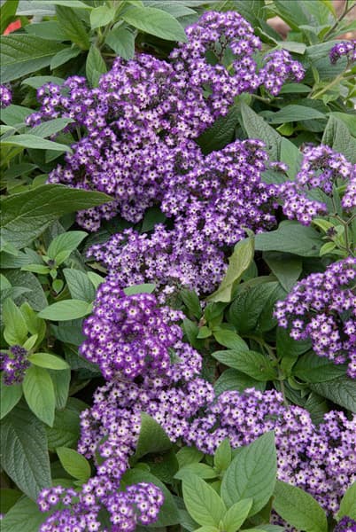 Heliotropium arborescens