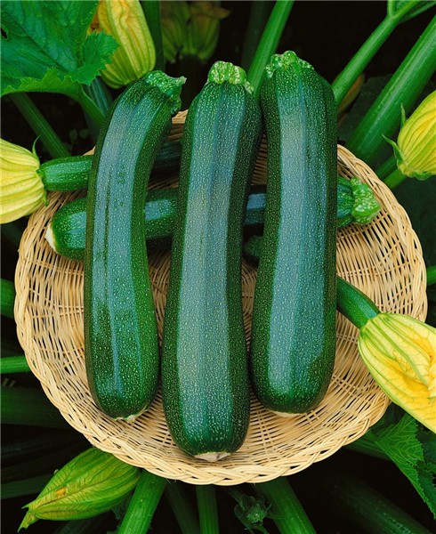 Zucchini / Cucurbita pepo con. giromontiina Ambassador