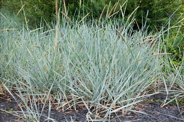 Elymus magellanicus