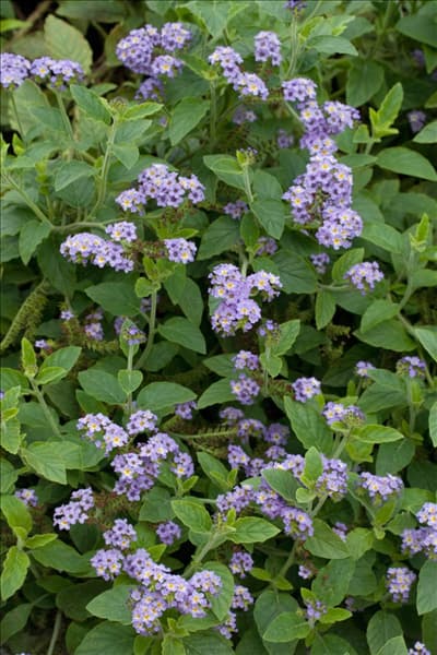 Heliotropium arborescens Simple Sensation