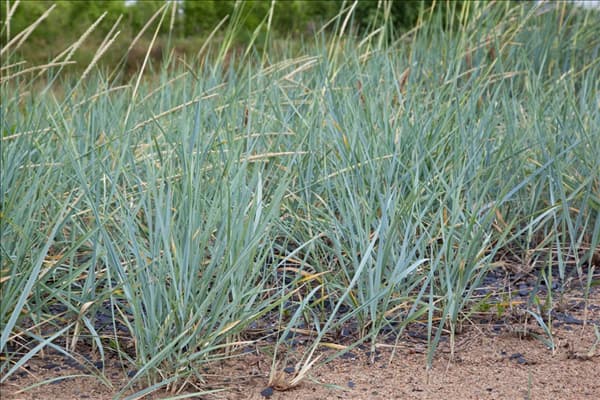 Elymus magellanicus