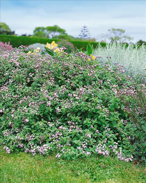 HELIOTROPIUM ARBORESCENS