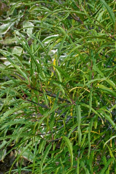 Frangula alnus Asplenifolia