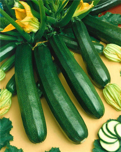 Zucchini / Cucurbita pepo con. giromontiina Ambassador