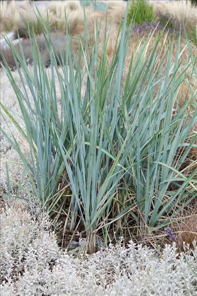 Elymus magellanicus