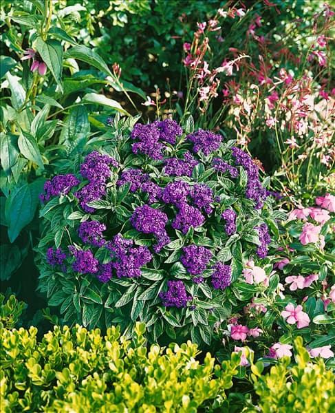 HELIOTROPIUM ARBORESCENS ATLANTIS
