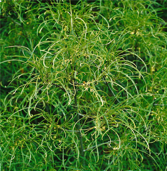 Frangula alnus Asplenifolia