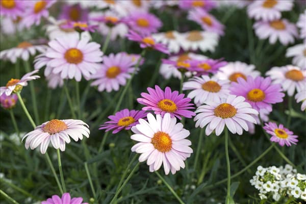 Argyranthemum frutescens